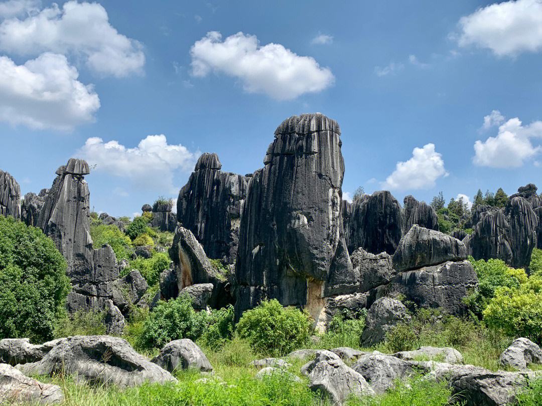 Stone-Forest